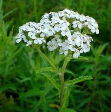 Yarrow con artrose